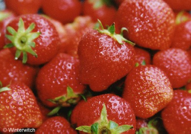 Foto_Erdbeeren