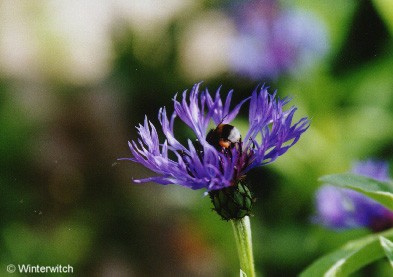 Foto_Kornblumenhummel