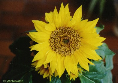 Foto Sonnenblume
