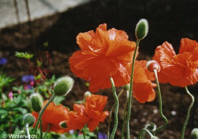 Foto T&uuml;rkenmohn
