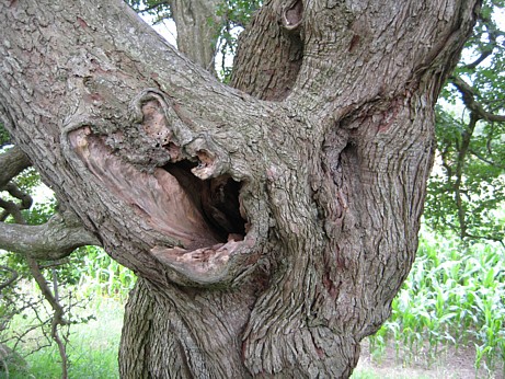 Foto_Weissdorn2